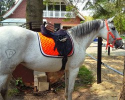 dressage horse Peluca 2 (Pura Raza Espanola (PRE), 2006)