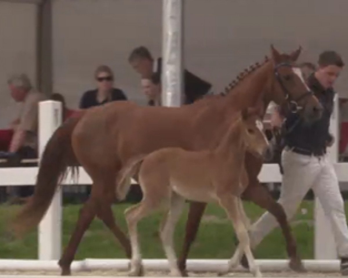 broodmare RSB Dating Queen (German Riding Pony, 2016, from Dating AT NRW)
