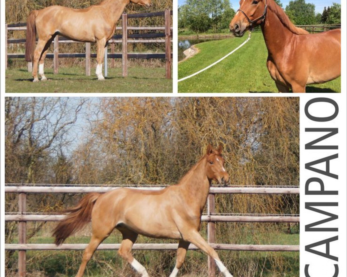 Springpferd Scampano 3 (Hannoveraner, 2010, von Stakkato)