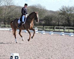 dressage horse Weekend Fun (Oldenburg, 2001, from Welt Hit II)