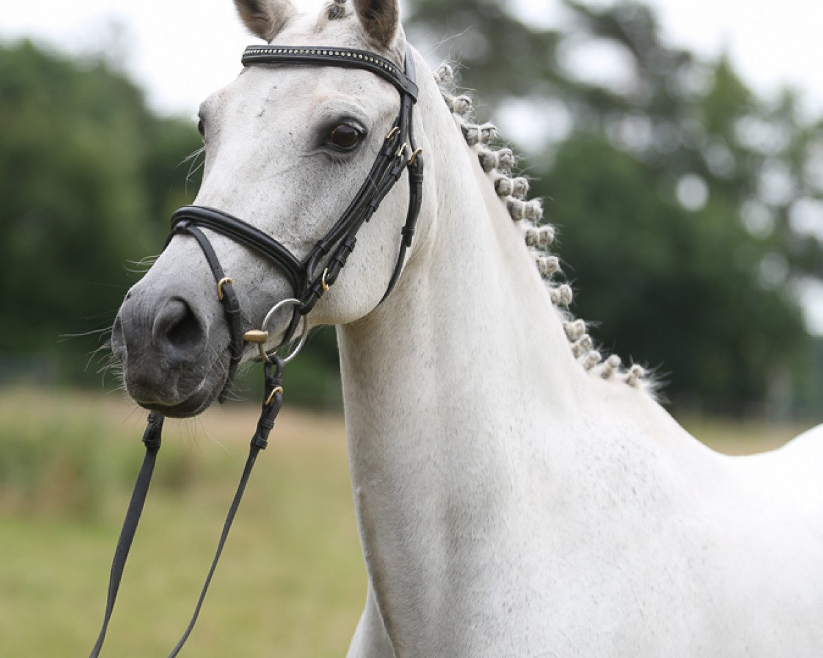 Zuchtstute Piccos Nadira (Deutsches Reitpony, 2002, von Piccolo)