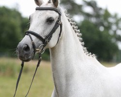 broodmare Piccos Nadira (German Riding Pony, 2002, from Piccolo)