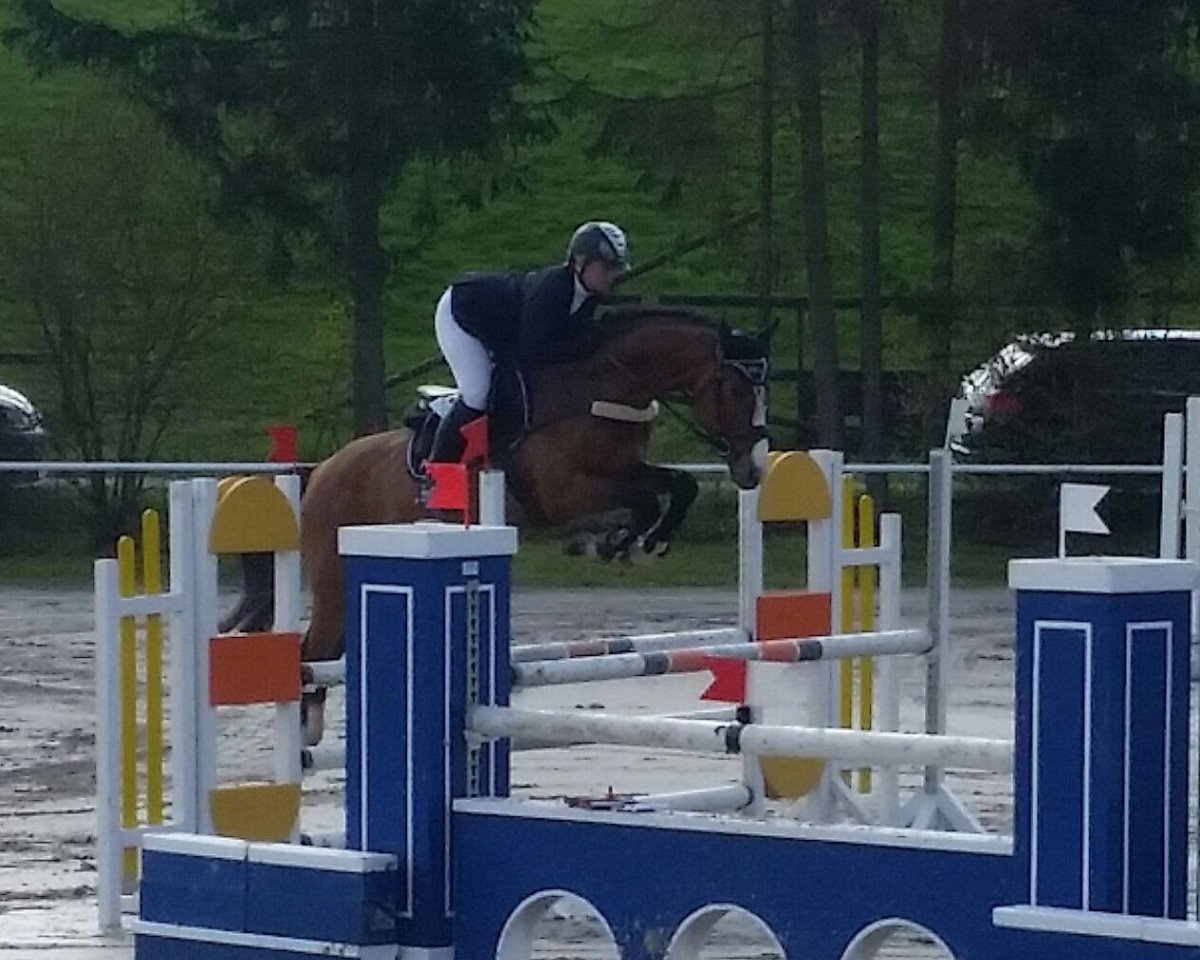 stallion Larry Crown (Holsteiner, 2011, from Larimar)