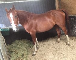 broodmare Unellie (KWPN (Royal Dutch Sporthorse), 2001, from Odermus R)