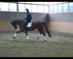 dressage horse Hope (Oldenburg, 2008, from Hoftanz)