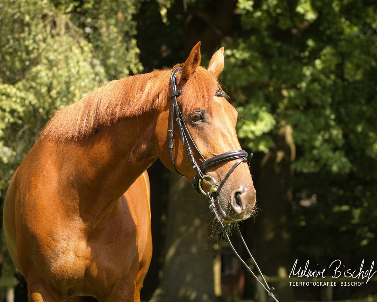 broodmare Colina 45 (KWPN (Royal Dutch Sporthorse), 2007, from Zodiak)