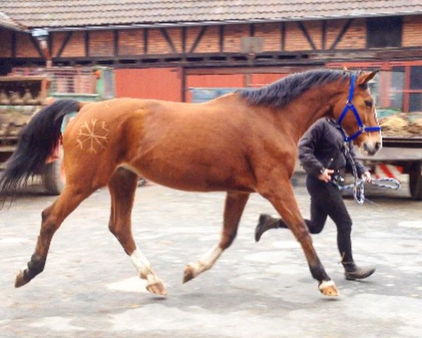 broodmare Athlanta (Hanoverian, 1995, from Athletico)