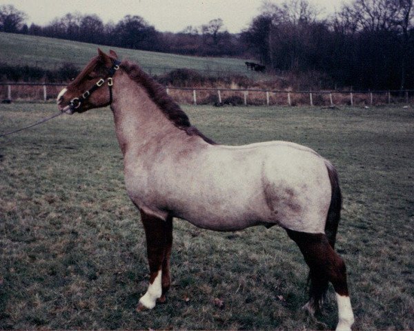 Deckhengst Reeves Golden Lustre (Welsh Pony (Sek.B), 1945, von Reeves Ceulan Revoke)