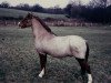 Deckhengst Reeves Golden Lustre (Welsh Pony (Sek.B), 1945, von Reeves Ceulan Revoke)