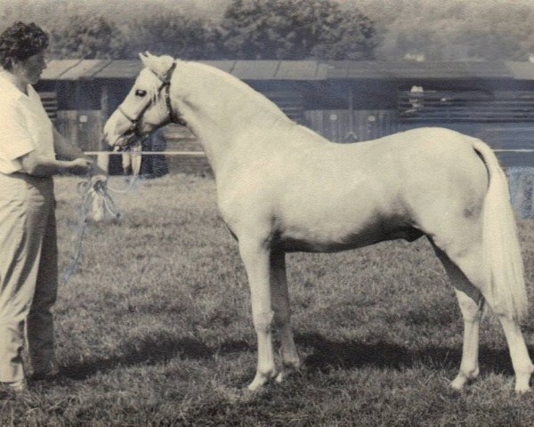 stallion Springbourne Golden Flute (Welsh-Pony (Section B), 1966, from Reeves Golden Lustre)