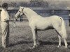 Deckhengst Springbourne Golden Flute (Welsh Pony (Sek.B), 1966, von Reeves Golden Lustre)