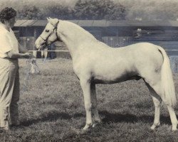 Deckhengst Springbourne Golden Flute (Welsh Pony (Sek.B), 1966, von Reeves Golden Lustre)