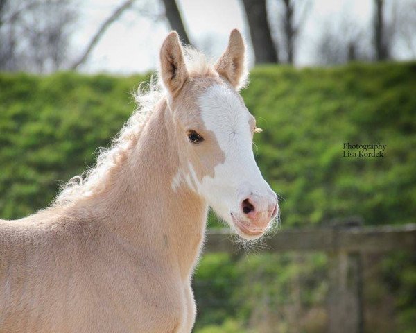 dressage horse Dobby Rainbow (German Riding Pony, 2016, from Dating At NRW)