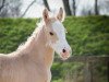 dressage horse Dobby Rainbow (German Riding Pony, 2016, from Dating At NRW)