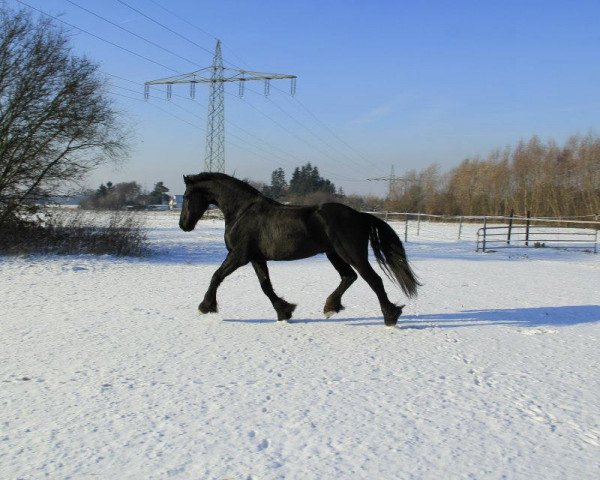 dressage horse Bauke van der Vaart (Friese, 2008, from Ielke 382)