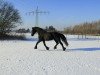 Dressurpferd Bauke van der Vaart (Friese, 2008, von Ielke 382)