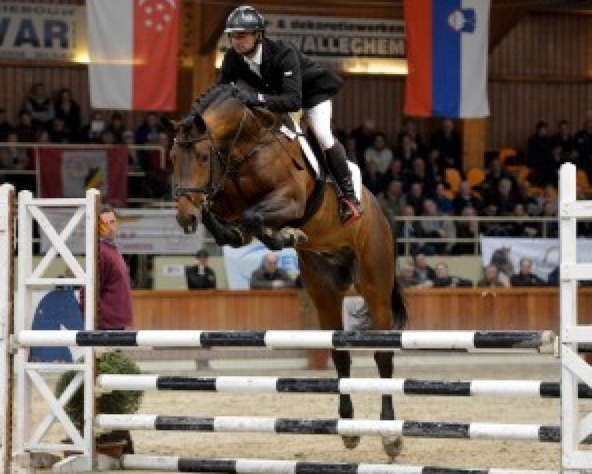 Deckhengst Latour VDM (Belgisches Warmblut, 2011, von Darco)