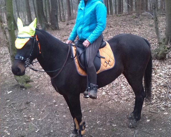 dressage horse Sunny (Hanoverian, 2010, from Soliman)