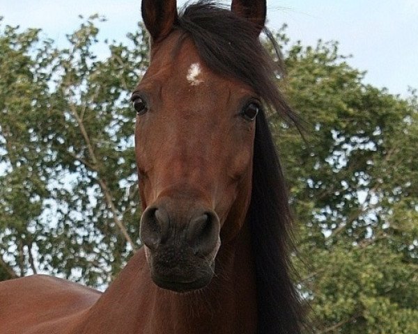 Pferd Raskan (Vollblutaraber,  , von Ibn Raswan ox)