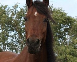 horse Raskan (Arabian thoroughbred,  , from Ibn Raswan ox)