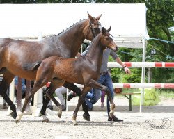 dressage horse Charon S (Westphalian, 2016, from Captain Collin)