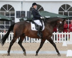 dressage horse Rolando M (Hanoverian, 2007, from Rubinero 2)