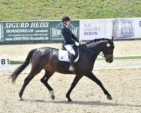 dressage horse Nea's Daboun (Oldenburg, 2009, from Dressage Royal)