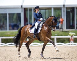 dressage horse Avanti (KWPN (Royal Dutch Sporthorse), 2005, from United)