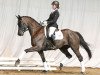 dressage horse Stephano 4 (Hanoverian, 2011, from St. Moritz Junior)