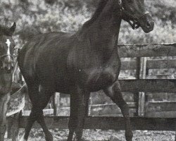 broodmare Kluwall xx (Thoroughbred, 1966, from Cornwall xx)