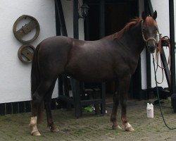 Pferd Sisko Fire Son (Arabisches Halbblut / Partbred, 2013, von Prognoz 1992 ox)