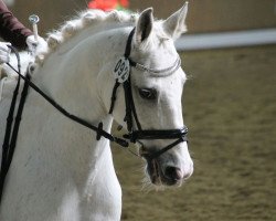 dressage horse Little Joe 137 (German Riding Pony, 1996, from Namajan)