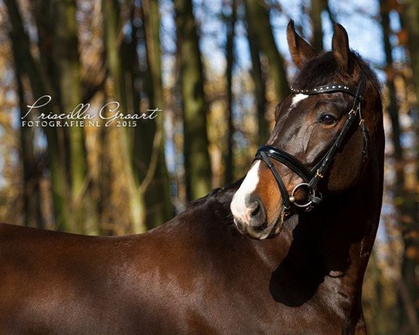 dressage horse Brigitte 4 (Oldenburg, 2007, from Briar)