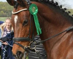 dressage horse Mellie Pitrellie (German Riding Pony, 2001, from Mondego)