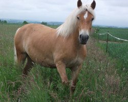 broodmare Hermine (Haflinger, 2011, from Amaryl (1,57% ox))