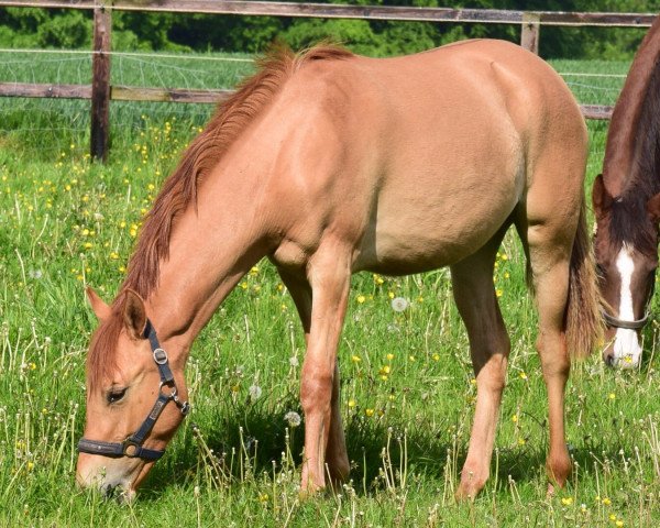 broodmare Wert's Sunrise (German Riding Pony, 2014, from Dimension AT NRW)