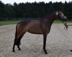 broodmare Wert's Sun Flower (German Riding Pony, 2013, from Nutrix)