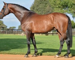 stallion Callaho's Con Coriano (Holsteiner, 2004, from Contender)