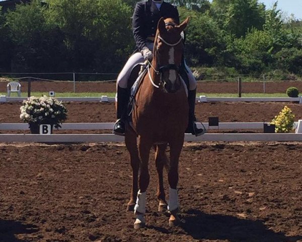 broodmare Luna (Hanoverian, 2002, from Londonderry)