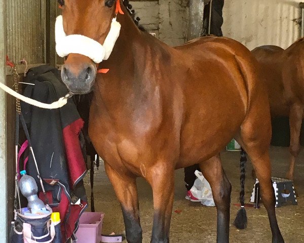 dressage horse Fibee (German Riding Pony, 2011, from Ombri B)