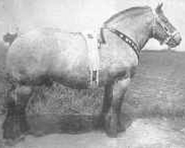 stallion Avenir d'Herse (Brabant/Belgian draft horse, 1921, from Albion d'Hor)