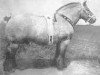stallion Avenir d'Herse (Brabant/Belgian draft horse, 1921, from Albion d'Hor)
