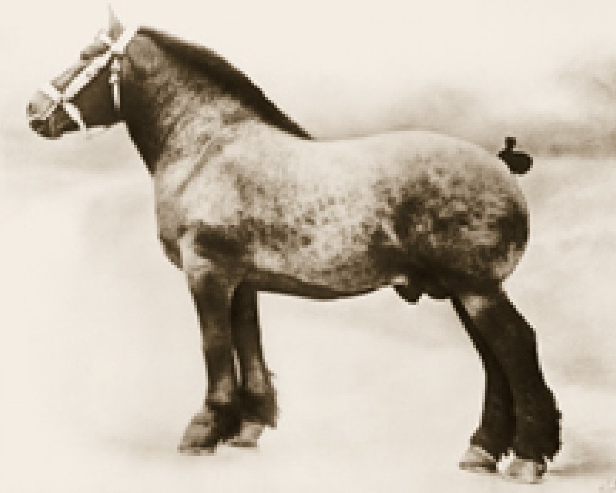 stallion Albion d'Hor (Brabant/Belgian draft horse, 1913, from Conquerant de Terhaegen)