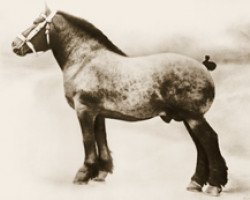 stallion Albion d'Hor (Brabant/Belgian draft horse, 1913, from Conquerant de Terhaegen)