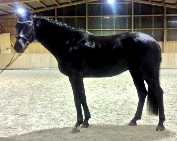 dressage horse County (Mecklenburg, 2011, from Count Up)