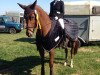 dressage horse Josina (Hessian Warmblood, 2006, from Jazz Time)