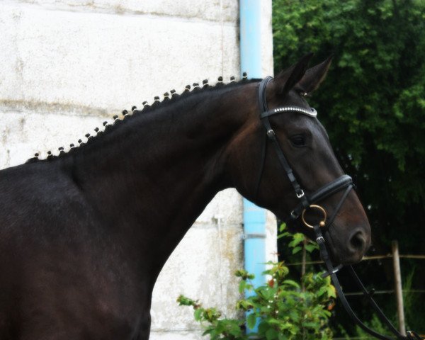 broodmare Destana (Mecklenburg, 2013, from Destano)