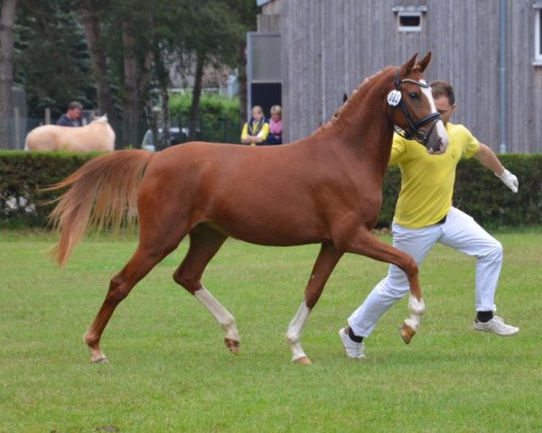 broodmare Best Before Midnight S (German Riding Pony, 2013, from Dreidimensional AT NRW)