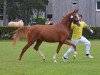 Zuchtstute Best Before Midnight S (Deutsches Reitpony, 2013, von Dreidimensional AT NRW)