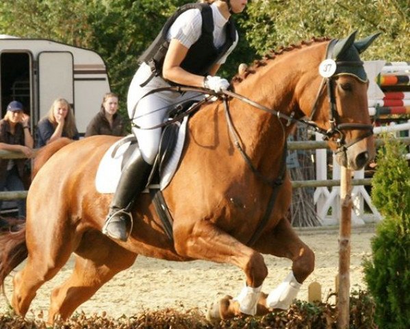 dressage horse Finja (Westphalian, 2001, from Feinsinn)